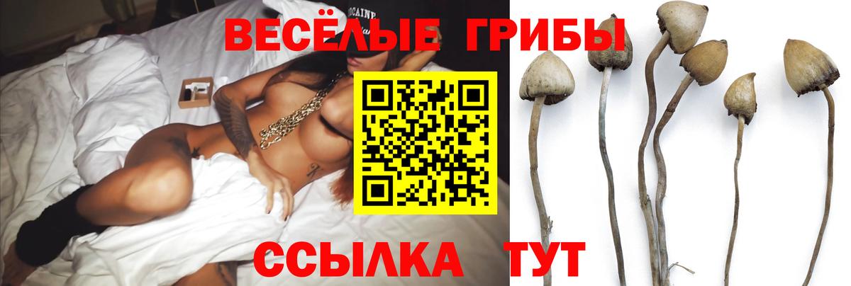 где купить   Вход с VPN  Десногорск  Псилоцибиновые грибы Psilocybine cubensis 
